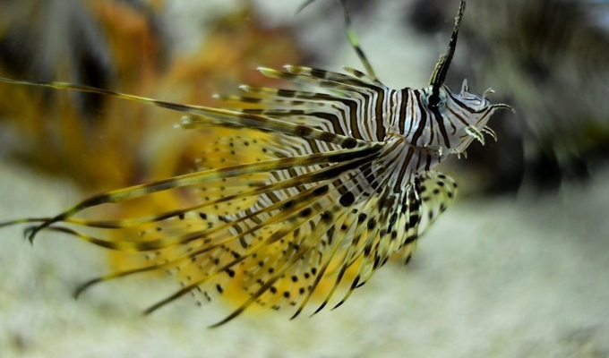  p>鲉形目(学名scorpaeniformes)指的是 a href="#" data-lemmaid="