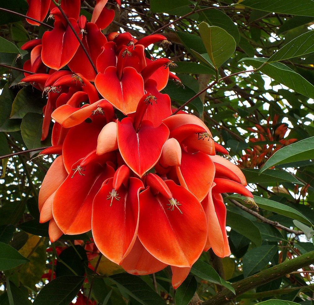 p>鸡冠剌桐(erythrina crista-galli l)别称为巴西刺桐,鸡冠豆,学名