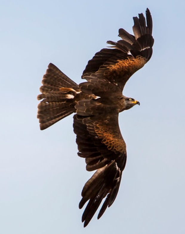  p>黑隼(学名: i>falco subniger /i>):是隼科,隼属的一种猛禽.