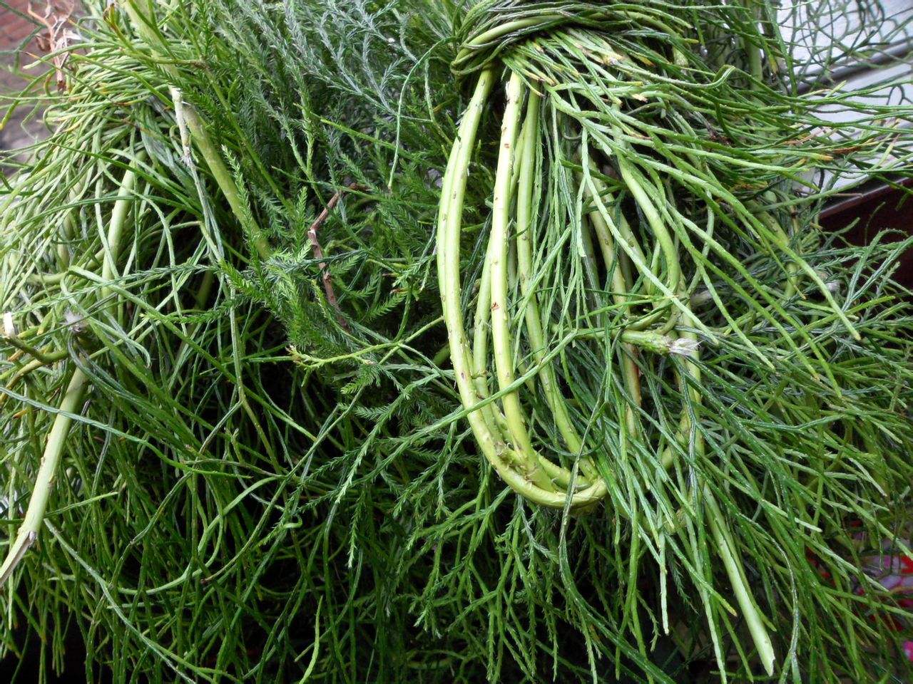 藤石松，国家重点二级保护野生植物，非常稀少，有4大厉害妙用_百科TA说