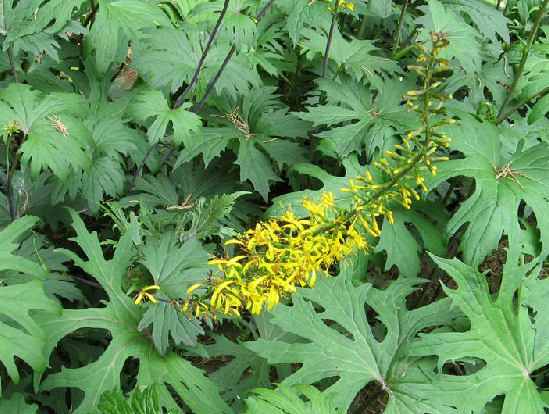 chen)是菊科蟹甲草属植物. /p>