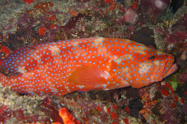  p>青星九棘鲈 (学名: i>cephalopholis miniata /i>)是鮨科,九棘鲈属