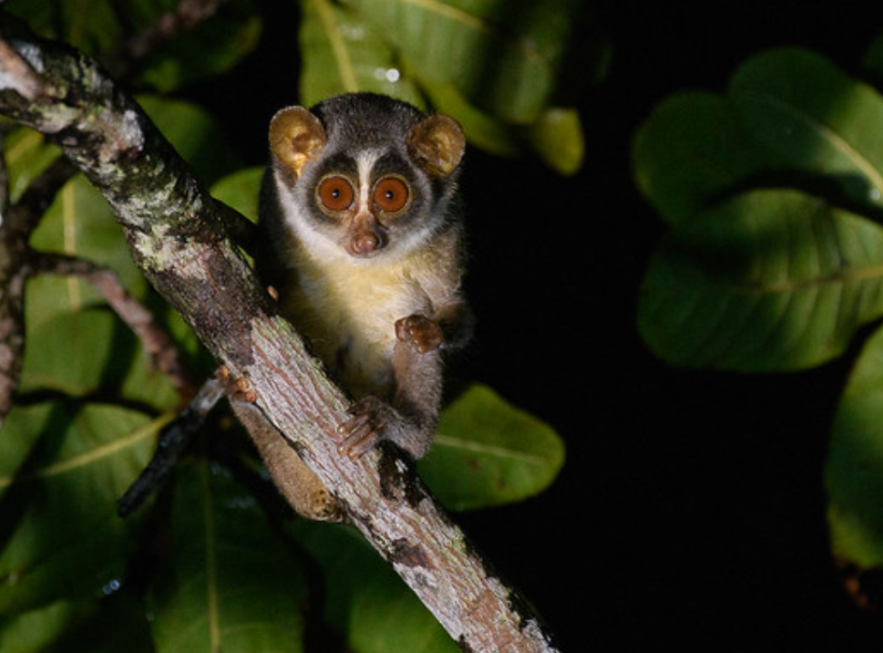  i>loris lydekkerianus /i>):是哺乳纲,懒猴科的一种小猴子