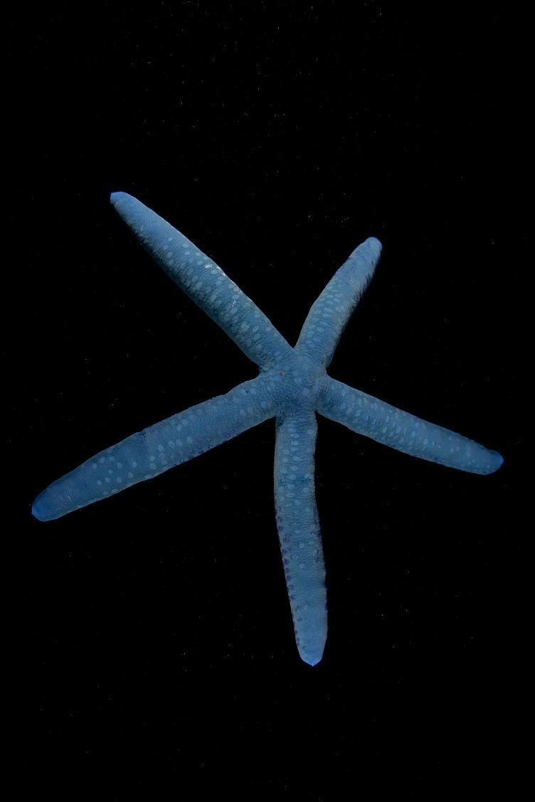 蓝海星