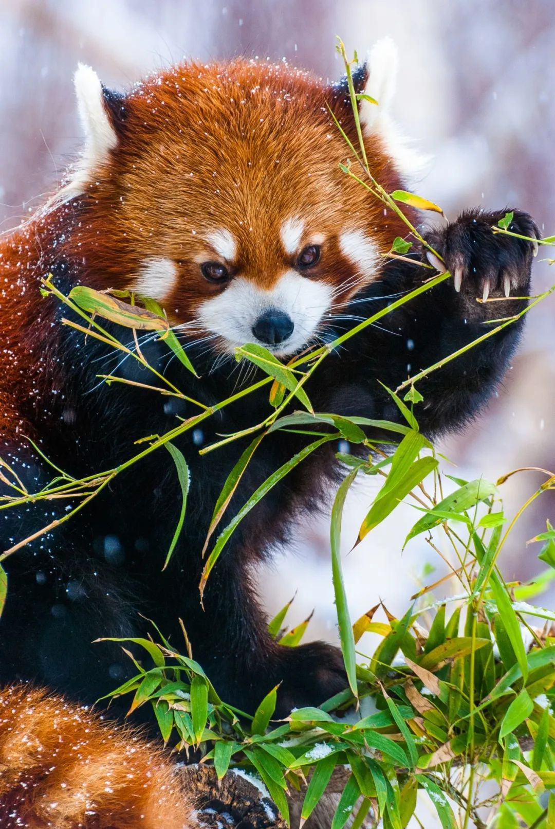 今天，让小熊猫当主角_百科TA说