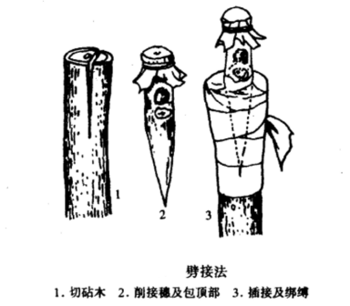 <p>劈接法