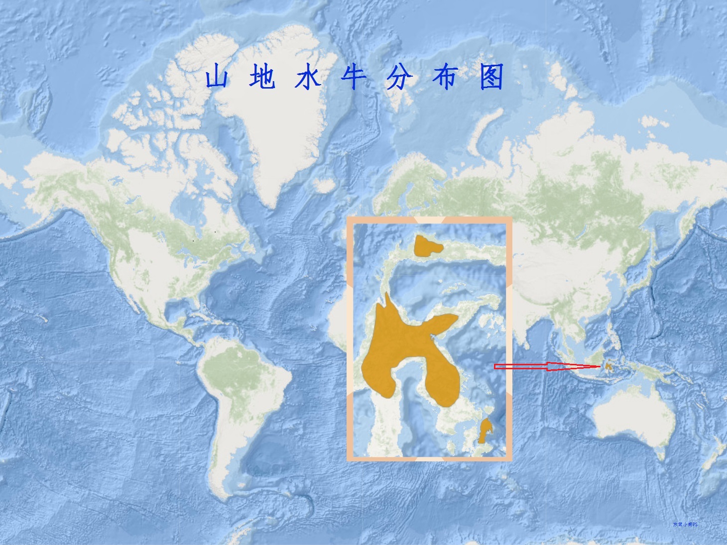 山地水牛(学名:bubalus quarlesi):是偶蹄目,牛科,水牛属中