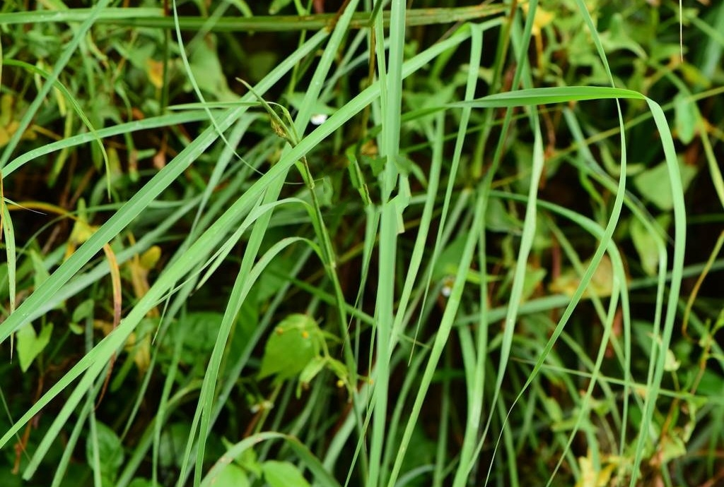  p>橘草(学名: i>cymbopogon goeringii /i> (steud.) a.