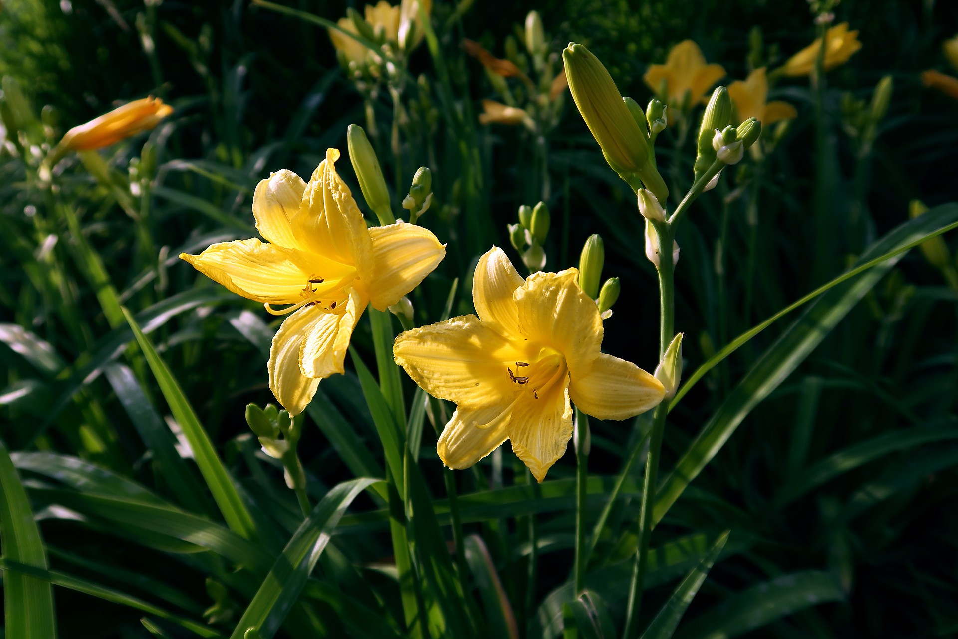  i>hemerocallis hybrida /i> bergmans)是百合科,萱草属多年生宿根 a