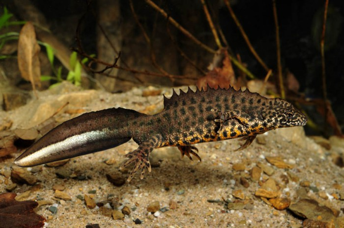  p data-id="t00d55h8hhnq">大冠欧螈(学名: i>triturus cristatus /i