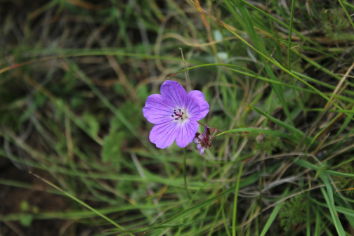 Geranium multisectum_百度百科