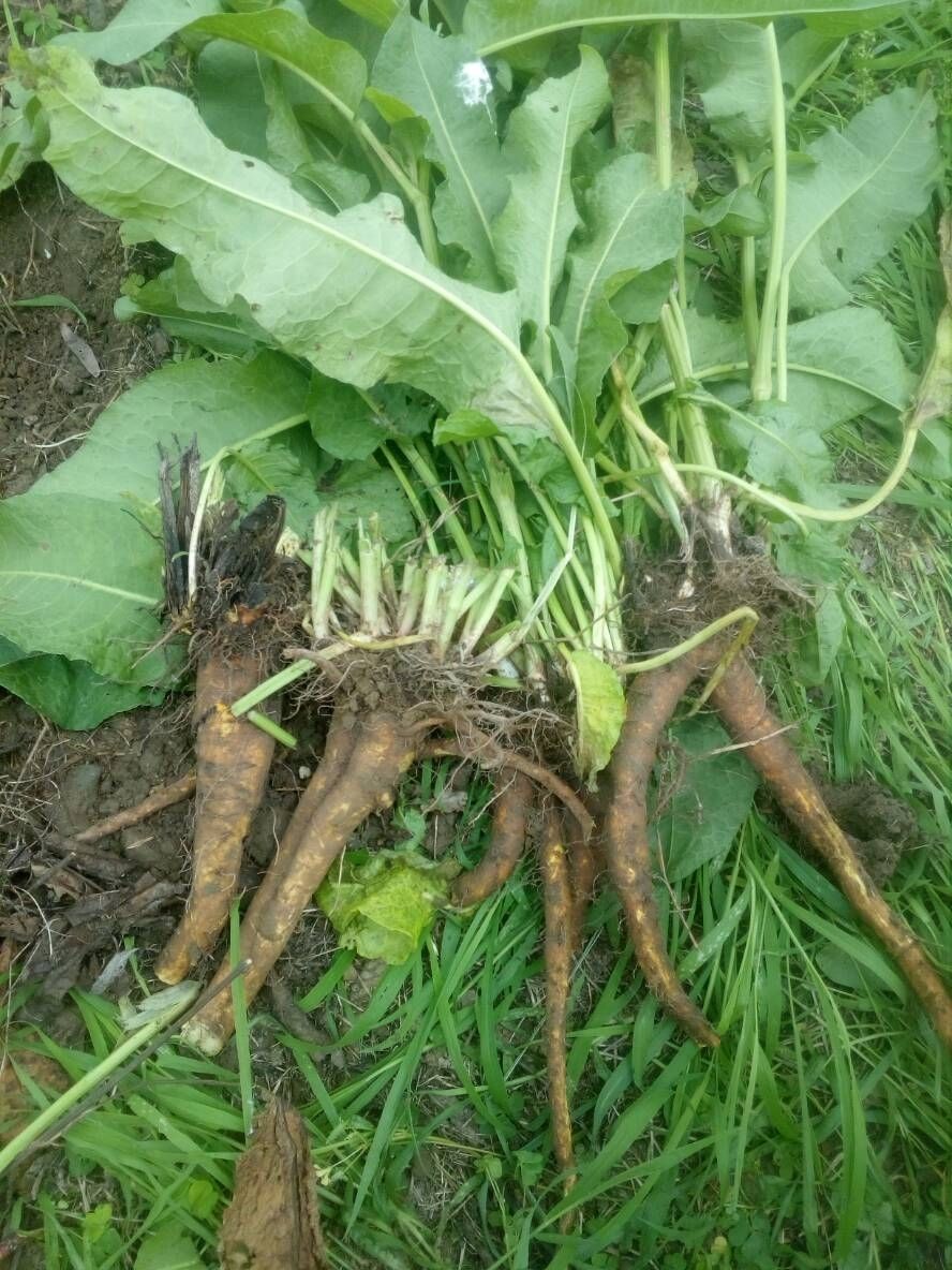  p data-id="gnwxtu48xk">土大黄,别名红筋大黄,化雪莲,鲜大青,拉丁文