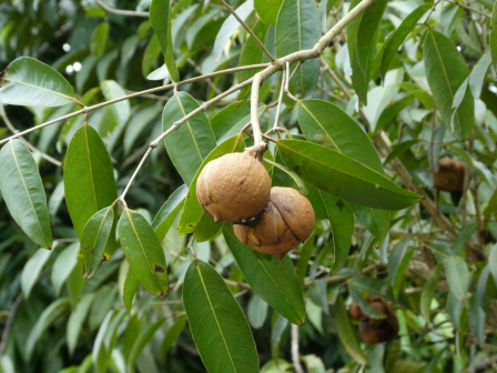 Kayea ferruginea_百度百科