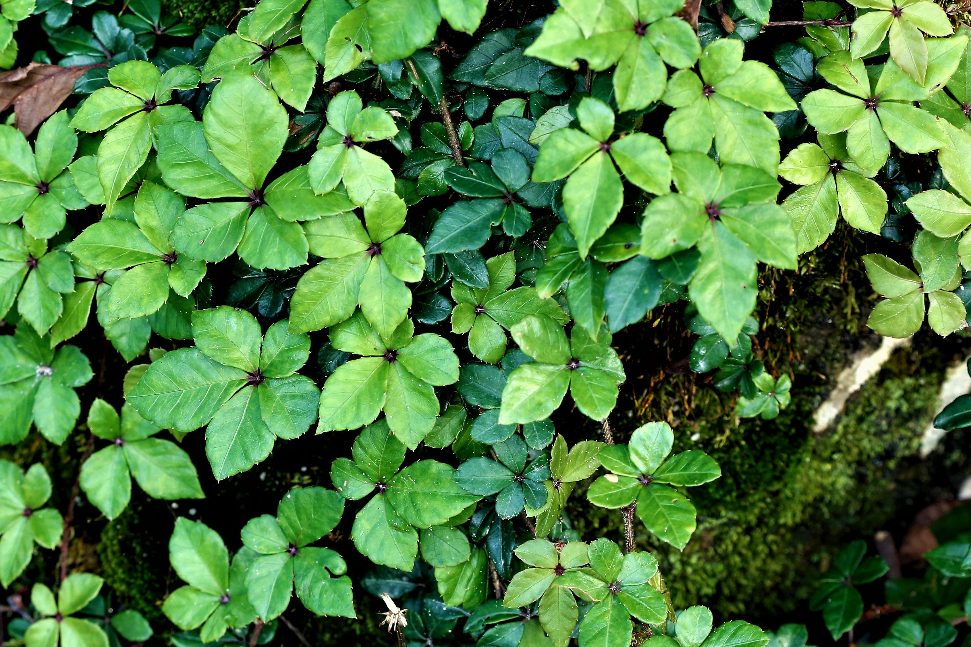 l. li&nbsp;)是葡萄科崖爬藤属木质藤本.