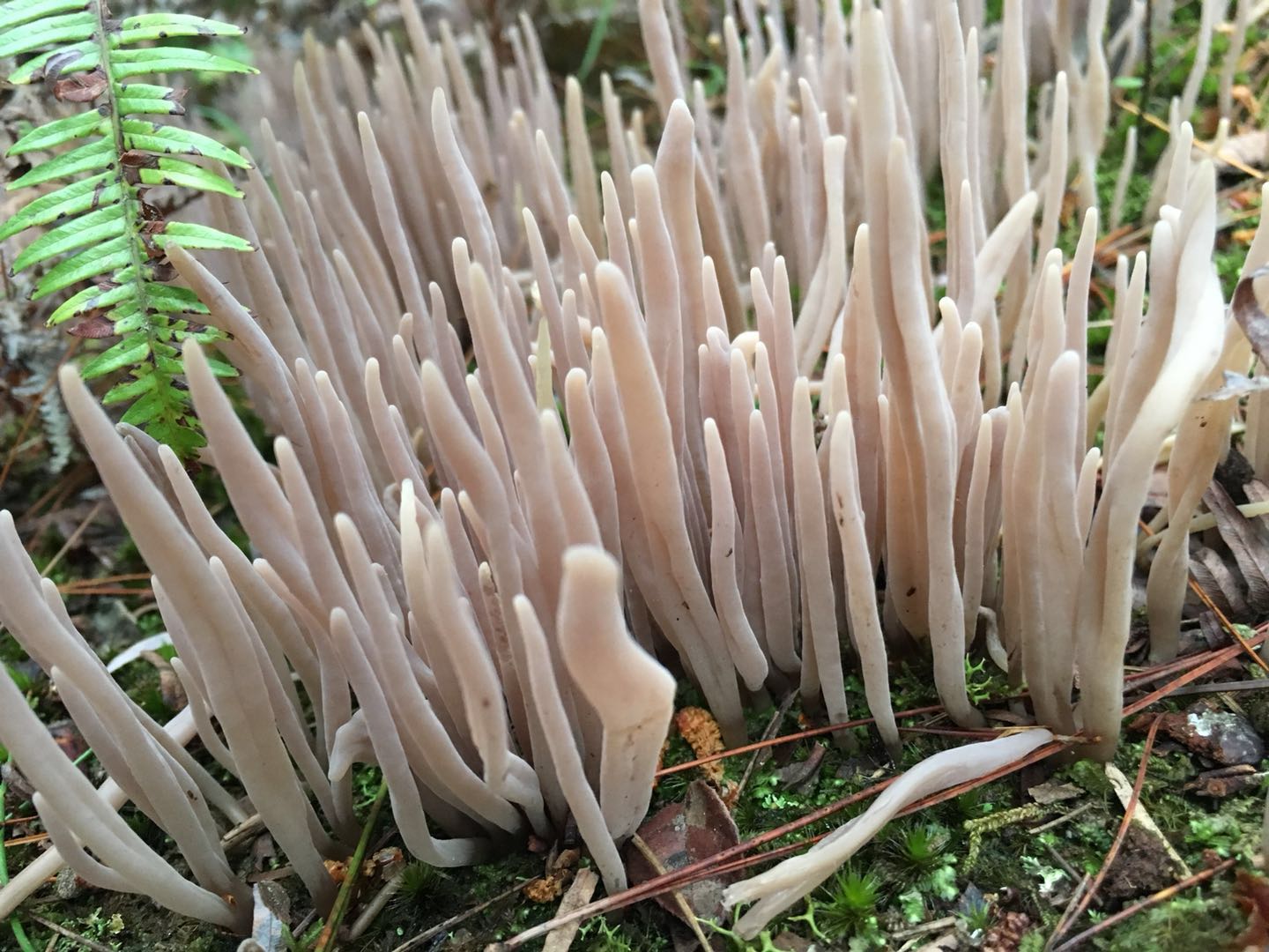  p>紫珊瑚菌,拉丁学名:clavaria purpurea muell. : fr.