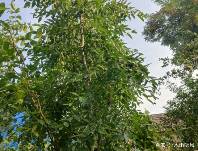 种植的枣树为何会落花落果严重？什么原因？如何防治？_百科TA说