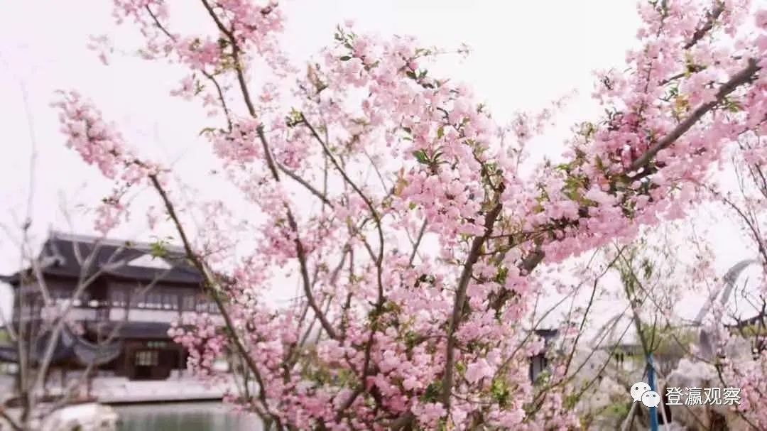 一花盛开 香动盐城 赏花经济 百科ta说