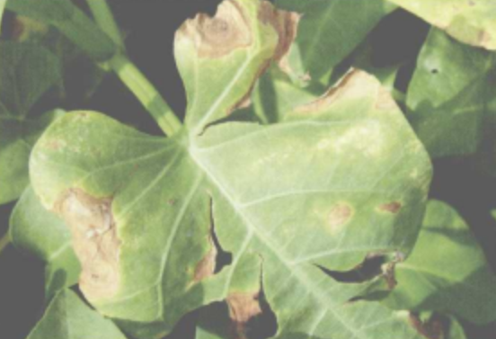 蕹菜(茄匐柄霉)叶斑病