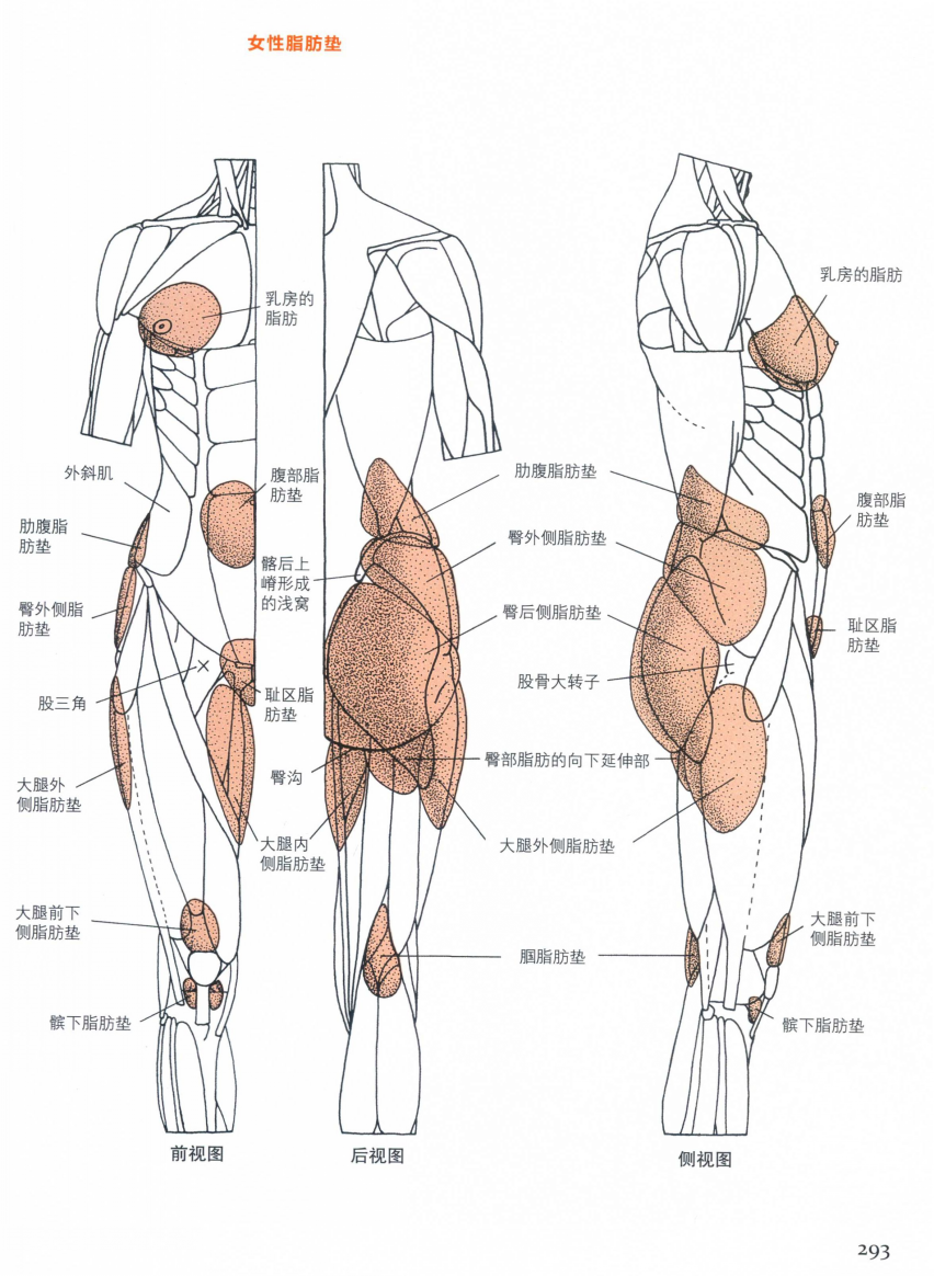  p> a target="_blank" href="/item/肩臀比/21516217" data-lemmaid=