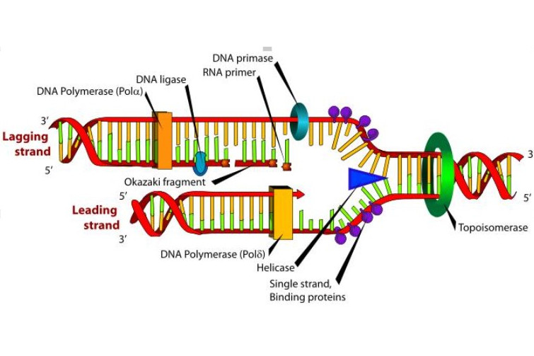  p>复制叉(replication fork),有时也称作 a target="_blank" href="