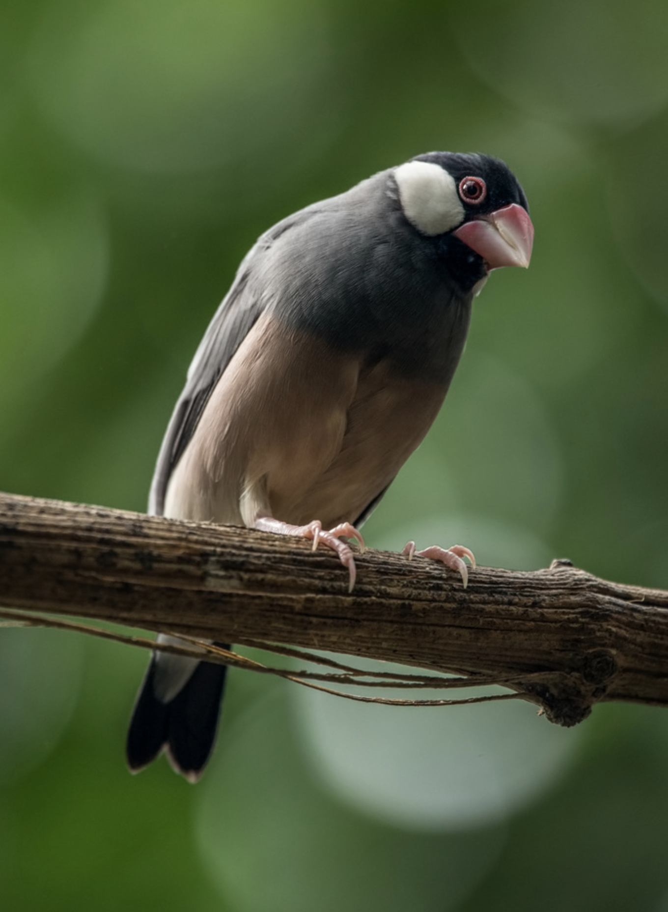  p>禾雀(学名: i>lonchura oryzivora /i>)是文鸟科,禾雀属小型鸟类