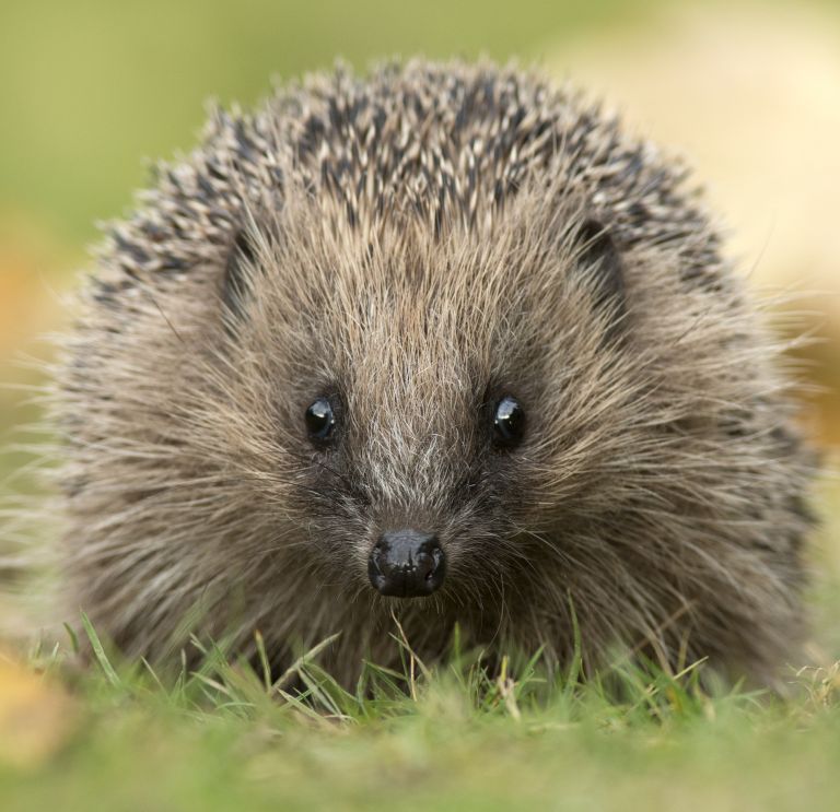  p>林猬(学名: i>mesechinus hughi /i>)是猬科,林猬属动物.