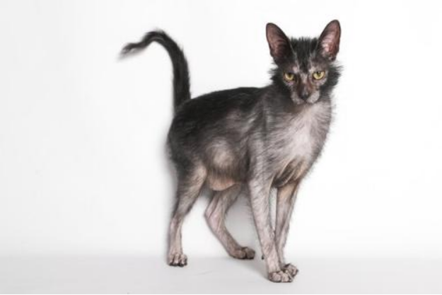 狼猫：别怕！它真的是猫_百科TA说