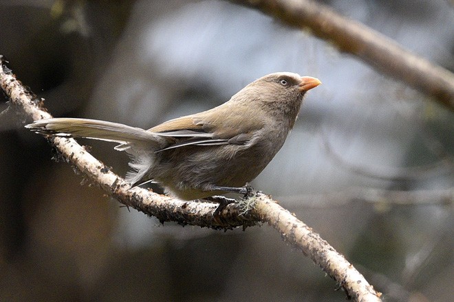  p>红嘴鸦雀(学名: i>conostoma aemodium /i>)是莺科,红嘴鸦雀属中型