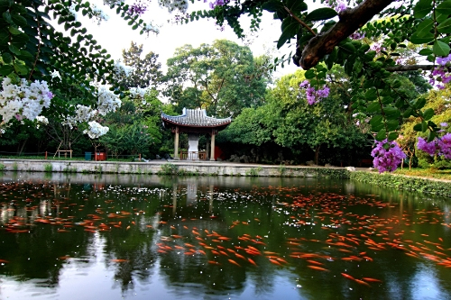 <p>花港观鱼