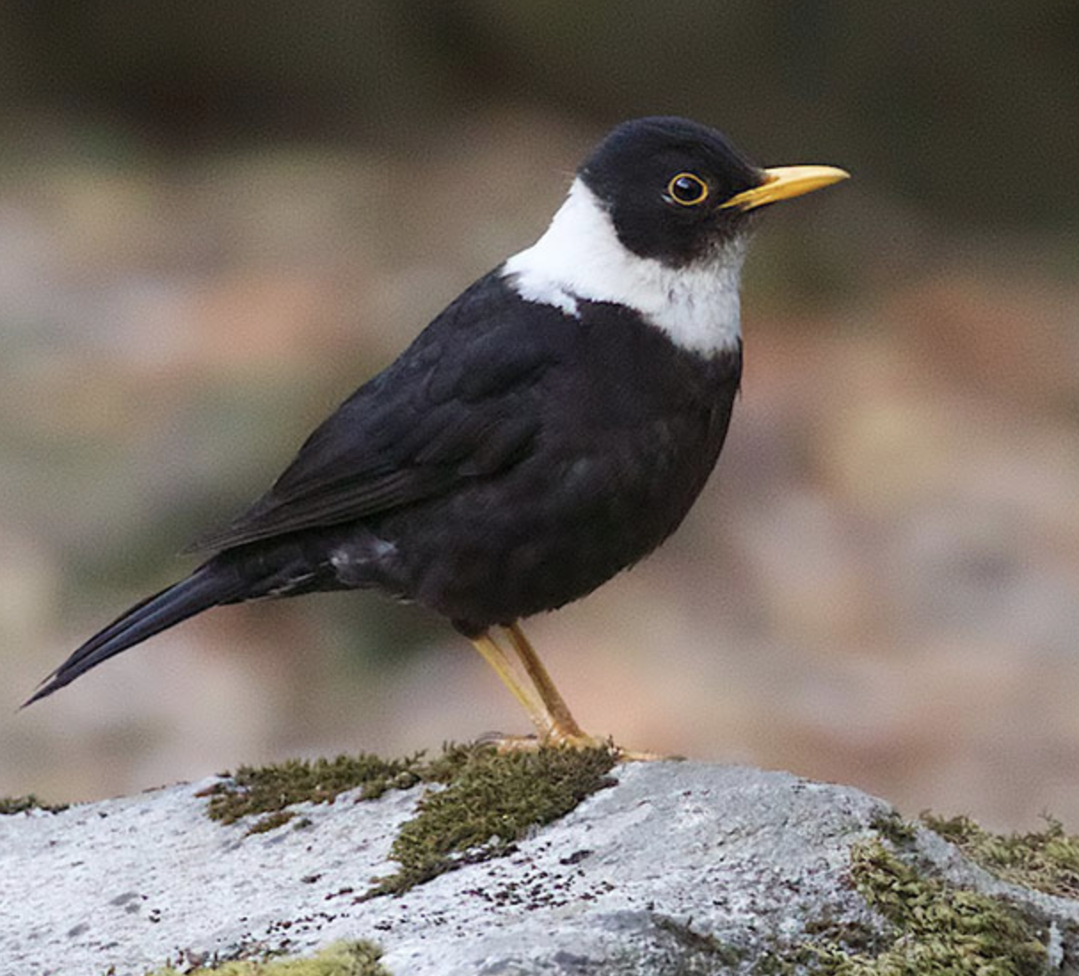  p>白颈鸫(学名: i>turdus albocinctus /i>)是鸫科,鸫属的中型鸟类