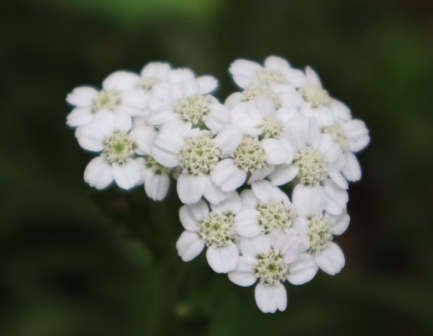 蓍（菊科蓍属植物）_百度百科