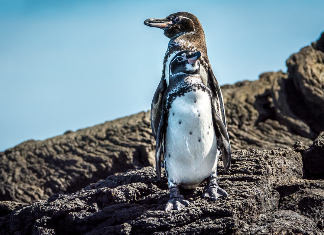  p>加岛环企鹅(学名: i>spheniscus mendiculus /i>):是鸟纲,企鹅目