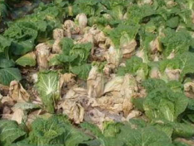 白菜菌核病