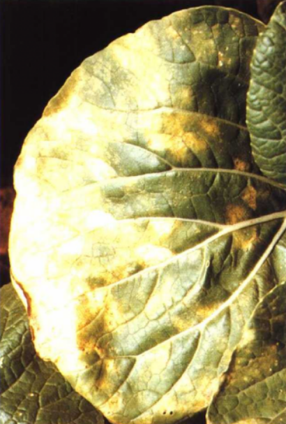 白菜霜霉病