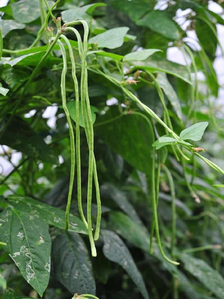 天马三尺绿豇豆