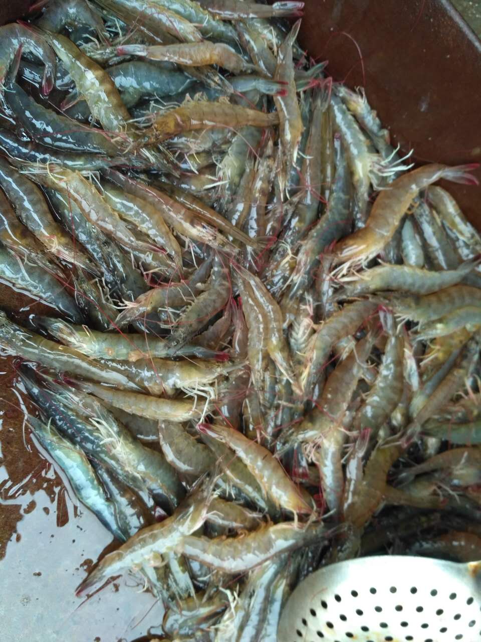 活虾怎么去皮,活虾怎么去皮去虾线