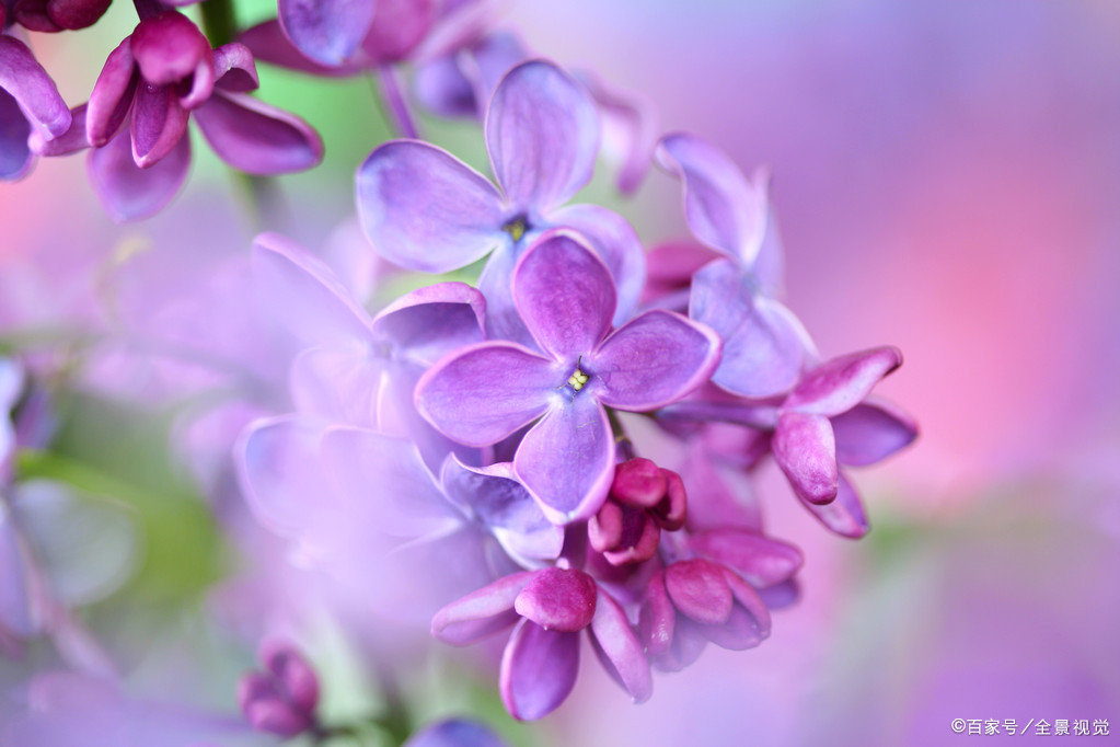 丁香花 只能地栽 简单几步 盆栽也能花开绝美 浓香四溢 百科ta说