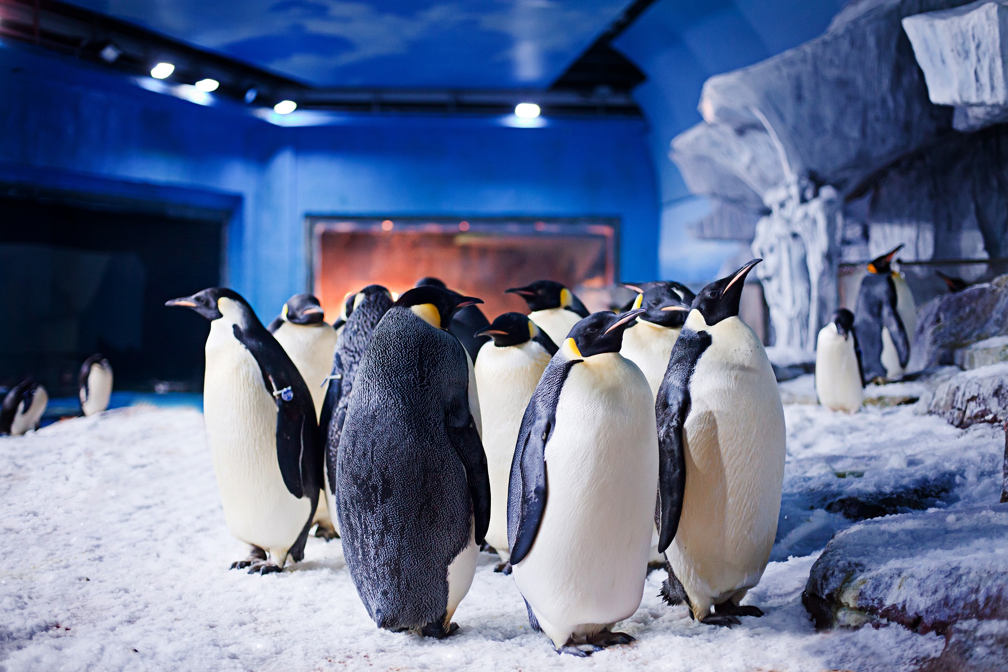 海昌cec·成都极地海洋世界