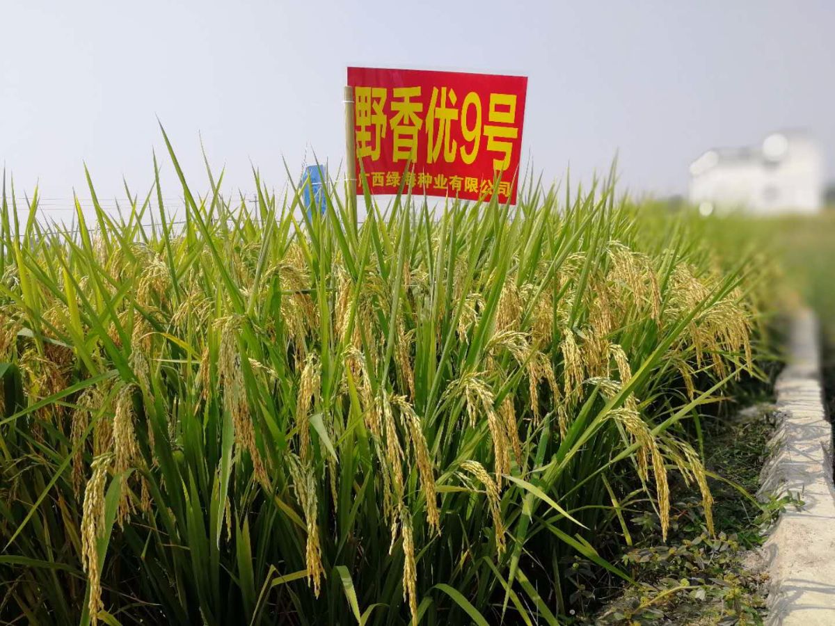 22073330">野香a /a>为母本,以r9为父本选育的感温型三系杂交水稻品种