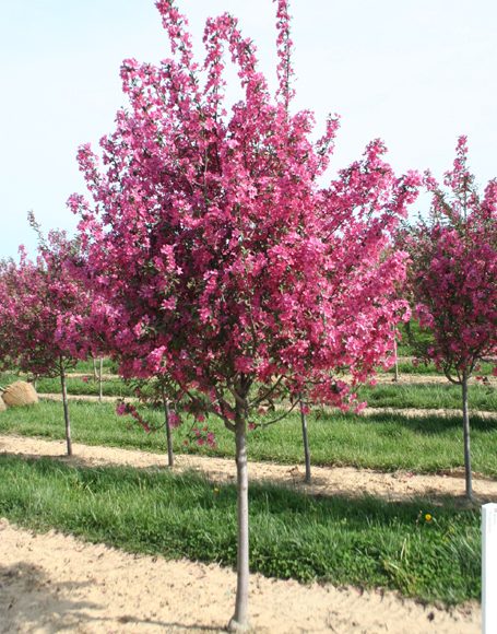 p>高原之火海棠(学名: i>malus 'prairfire' /i>)是