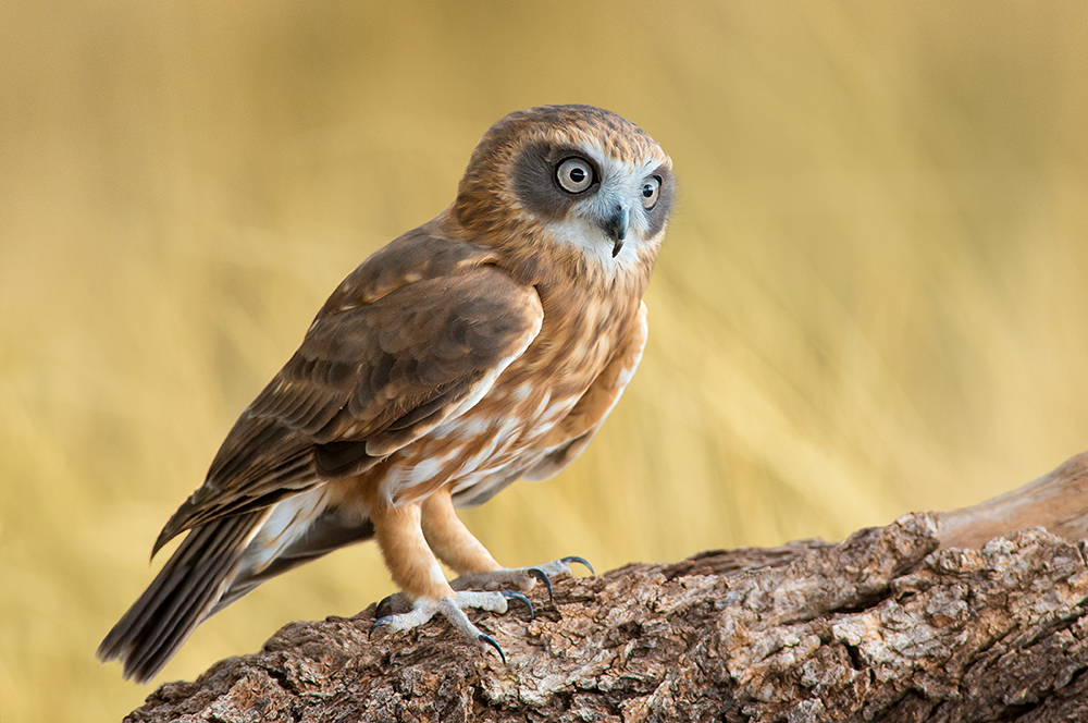 鸮又称猫头鹰,枭,是夜行性鸟类