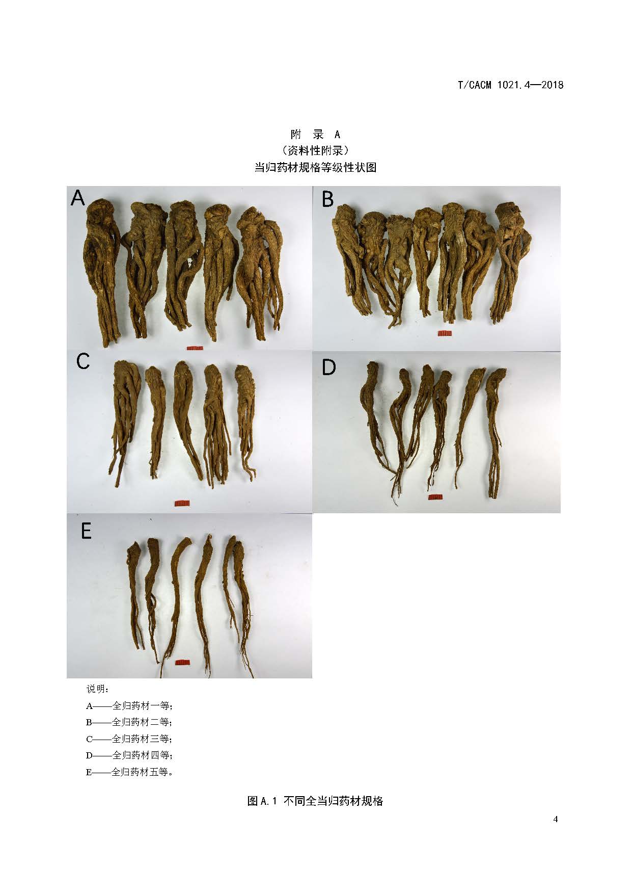  p>《中药材商品规格等级—当归》(t/cacm 1021.