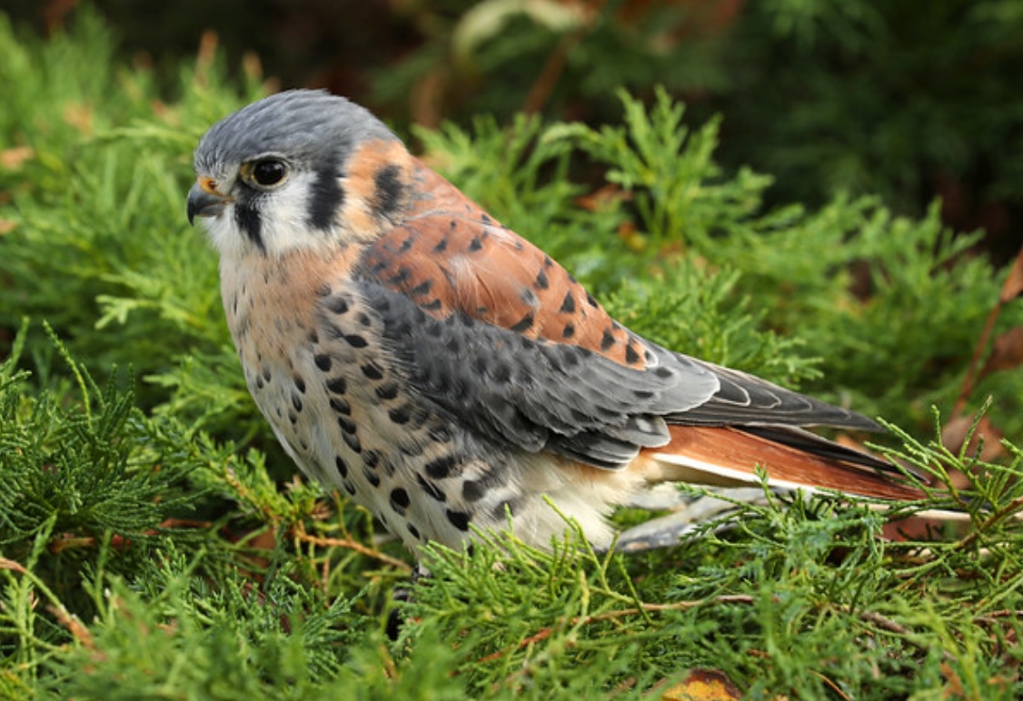  p>美洲隼(学名: i>falco sparverius /i>):是 a target="_blank"