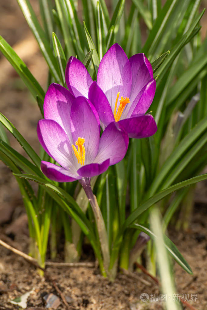  p data-id="txtpjl0wa3ey">番红花( i>crocus sativus /i> l.