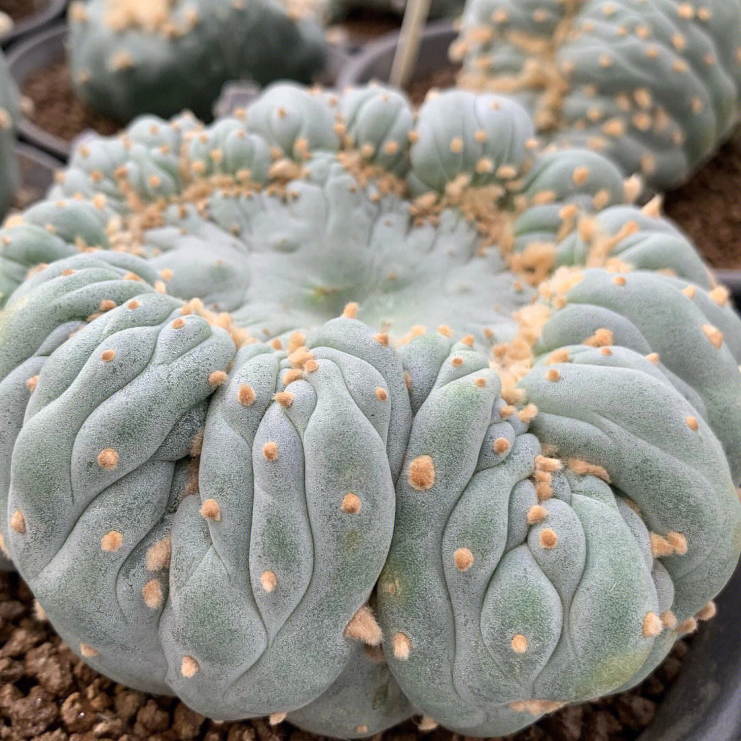 银冠玉