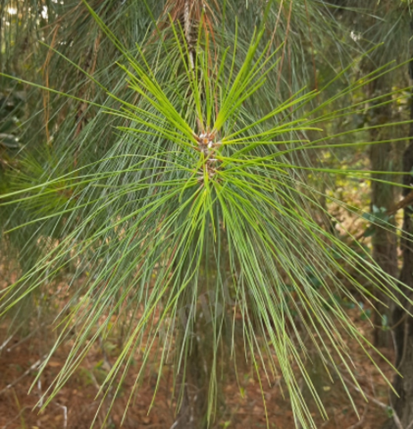 加勒比松粤优815号