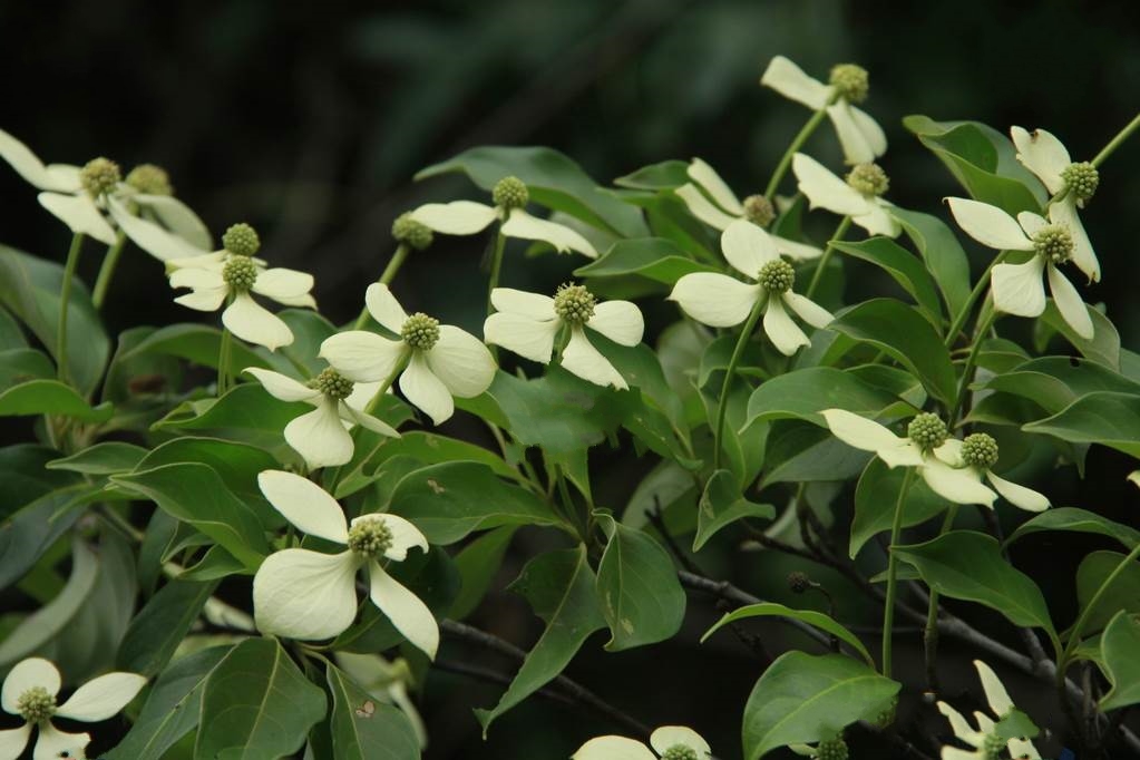  p>尖叶四照花(学名: i>dendrobenthamia angustata /i> (chun) w.p.