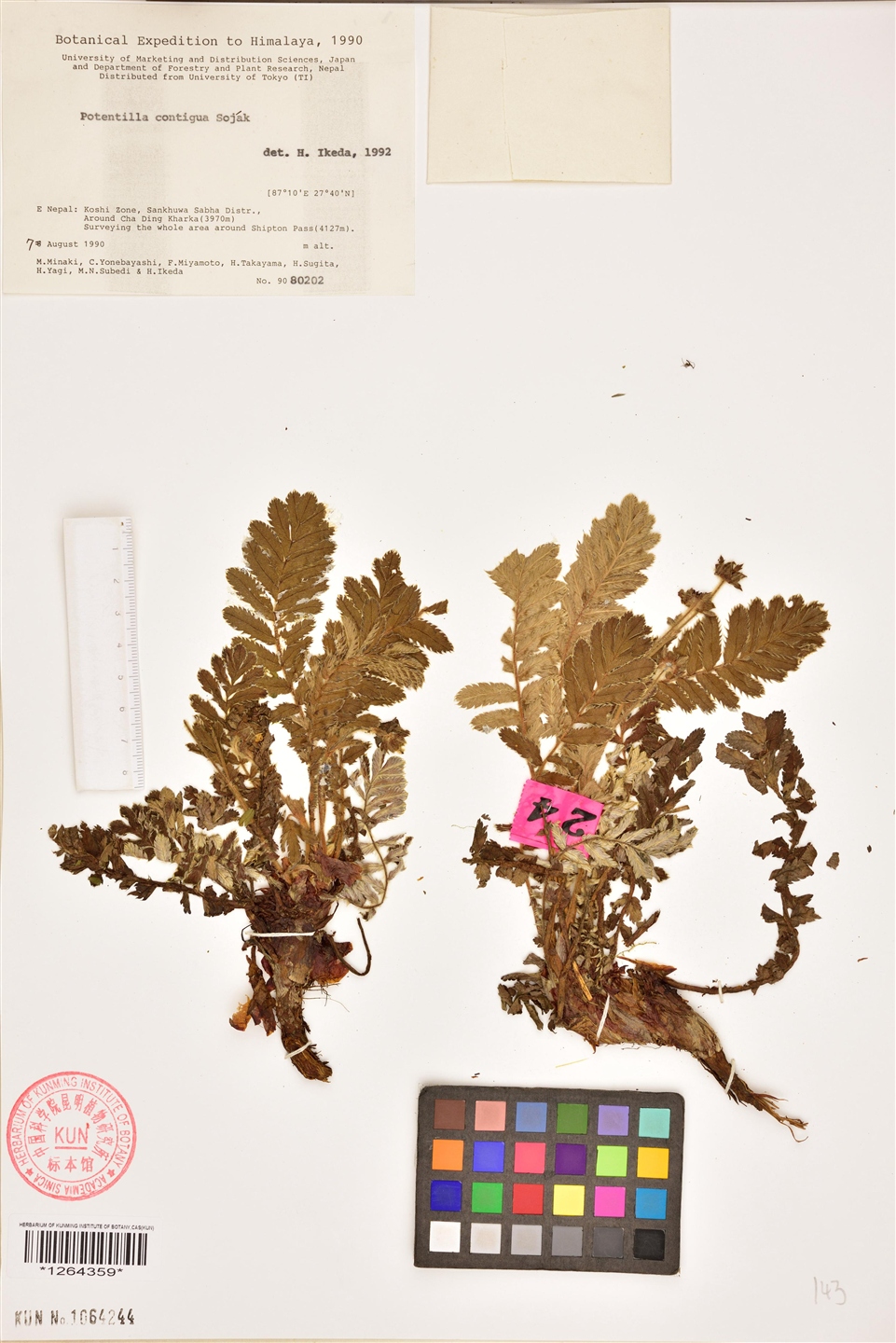 脱毛总梗委陵菜