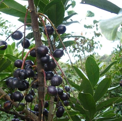  p data-id="gnasjbw9sm">山龙眼属(拉丁学名