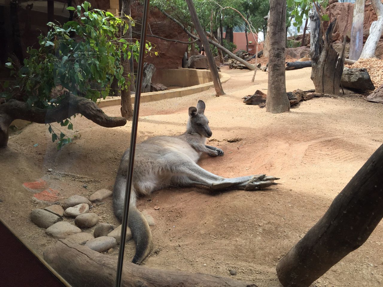 悉尼野生动物园